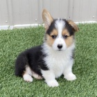 krsn Pembroke Welsh Corgi tata tata na prodej.