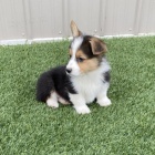 krsn Pembroke Welsh Corgi tata tata na prodej.