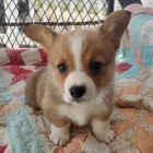 roztomil tata Pembroke Welsh Corgi Puppies na prodej.