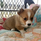 roztomil tata Pembroke Welsh Corgi Puppies na prodej.