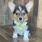 roztomil tata Pembroke Welsh Corgi Puppies na prodej.