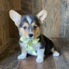 roztomil tata Pembroke Welsh Corgi Puppies na prodej.