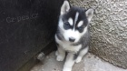 Rozkon sibisk husky s krsnmi modrmi oima.