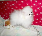 Pomeranian tata k adopci