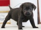 Zdravá štěňata černého labradorského retrívra na prodej.