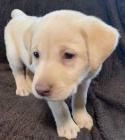 Zdravá a krásná štěňata labradorského retrívra na prodej.
