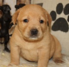 Zdravá a krásná štěňata labradorského retrívra na prodej.