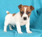 tata Jack Russell Terrier