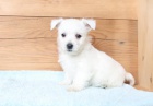 tata West Highland White Terrier k dispozici 