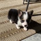 krásná a andělská Pembroke Welsh Corgi Štěňata štěňata na prodej.