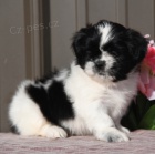 Krsn tata Shih Tzu k adopci