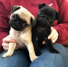 Mops tata k adopci