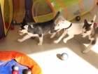 modré oči štěňátka sibiřského husky pro adopci. kontakt pro více informací a obrázků