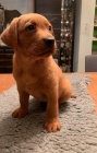 labradoršky retrívři hledající nové domovy