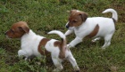 tata Jack Russell Terrier zoufale tou po novch rodich