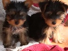 SKVĚLÉ MUŽSKÉ A ŽENSKÉ ŠTĚŇATA YORKIE