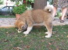 Krásný akita inu dárek k adopci zdarma