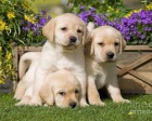 Krásný labradorský dárek k adopci zdarma,
