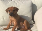 Rhodesian ridgeback tata