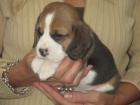 trikolra tata beagle na prodej.