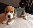 trikolra tata beagle na prodej.