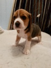 trikolra tata beagle na prodej.