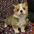 Pembroke Welsh Corgi Puppies tata na prodej.