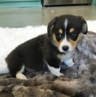 Pembroke Welsh Corgi Puppies tata na prodej.