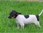 tata Foxterrier jsou pipravena k adopci.