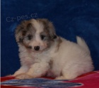 Krsn ttka Aussiedoodle k adopci