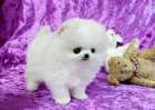 Pomeranian Puppies jsou k dispozici zdarma