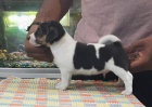 Jack Russell tata