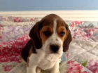 Špičková výstavní kvalita "štěňata beagle"