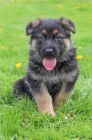  Štěňata německého ovčáka k adopci
