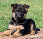   Štěňata německého ovčáka k adopci