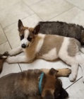   Štěňata německého ovčáka k adopci