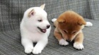 Zdravá štěňata shiba inu