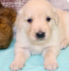 krásná štěňata zlatého retrívra k adopci