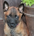 krásná štěňata malinois k adopci