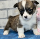 krásná delilah američtí corgi štěňata k adopci
