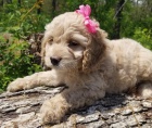 Vzcn tata Cockapoo pro krsn domov.