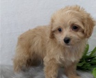 Vzcn ttka MaltiPoo pro krsn domov.