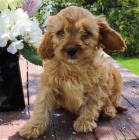 Vzcn tata Cavapoo pro krsn domov.