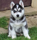 Vzcn ttka Pomsky pro krsn domov.