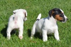 úžasná a zdravá štěňátka Jack Russell na prodej.