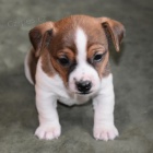 Jack Russell štěňata na prodej.