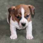 Jack Russell tata na prodej.