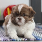 tata SHIH TZU na prodej