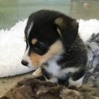 Pembroke Welsh Corgi Puppies tata na prodej.