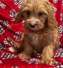 Krásná štěňata retrívra cavapoo